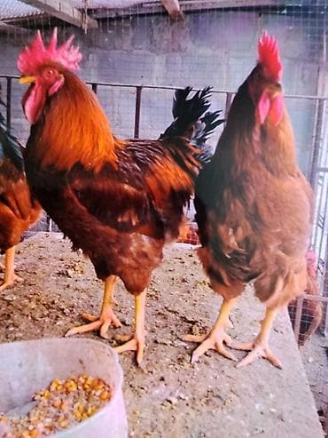 яйца даканов: Продаю | Цыплята | Для разведения — 6