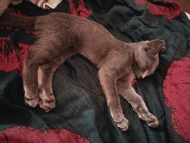 русская голубая: 🐱 Продаётся котик! Очень красивый, ласковый и ухоженный котик. ❤️ — 2