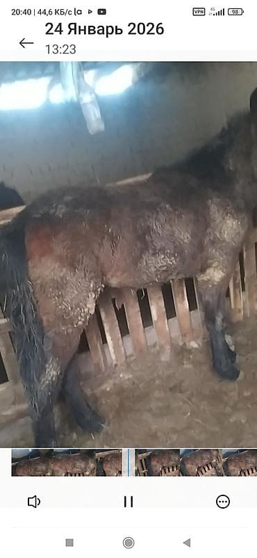 котята в караколе: Продаю | Кобыла (самка) | Рабочий, На забой — 2