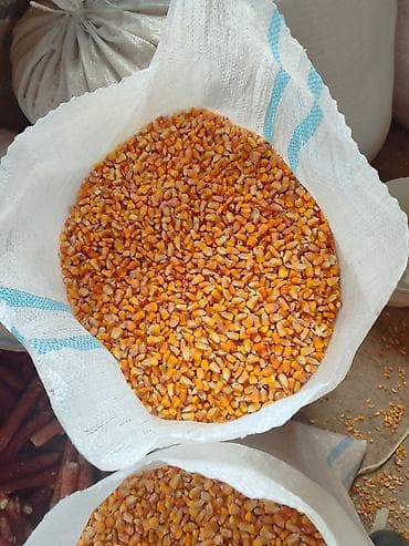 Семенная: рущенная, сорт местный высококоларийная,для скота,Ысык Ата