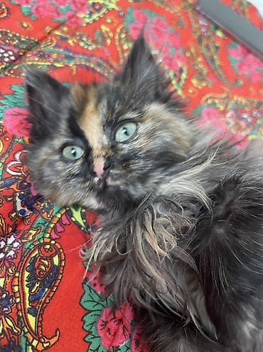 сиамские кошки котята: Пушистый котёнок - Порода/тип: домашняя длинношёрстная кошка - — 2