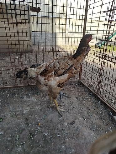 Птицы: Дакан мекиштер сатылат активный алмашу жолдору бар адрес Заря Тынчтык — 1