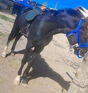 продажа лошадей в россии: Продаю | Жеребенок | Рабочий — 3
