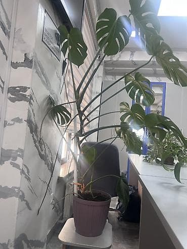 4 pot: Монстера делициоза (Monstera deliciosa) в горшке - Крупное взрослое — 2