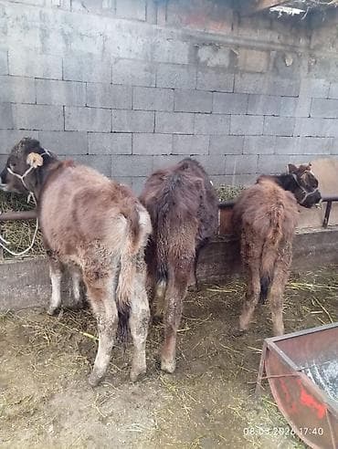 быки телята: Продаю | Музоо, торпок | На откорм | Привязанные — 5