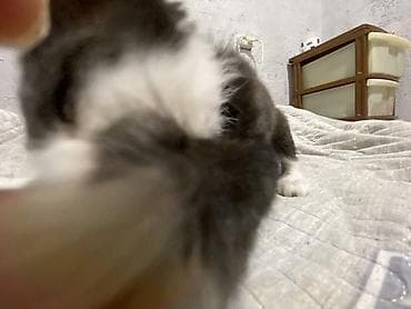 scottish fold: Котята чёрно-белого окраса (тюкседо). Крупные выразительные глаза — 5