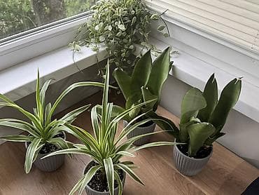 алоэ вера ош: Комнатные растения в горшках - Сансевиерия (Sansevieria, «тещин — 1