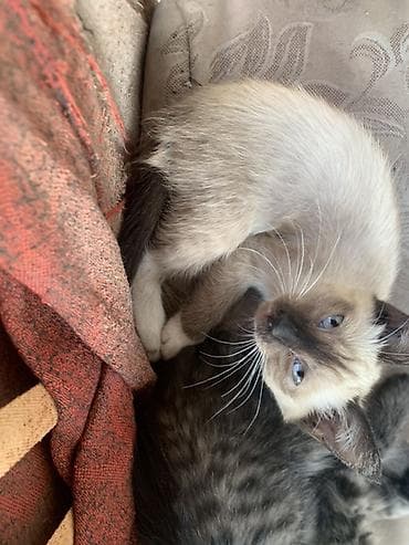 поис: Котята в поиске любящего хозяина К лотку приучены Очень ласковые и — 2