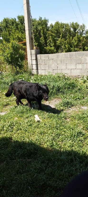 купить щенка немецкой овчарки в бишкеке: Немецкая овчарка, 3 года, Самка, С прививкой — 3