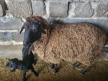 дакан яйца: Продаю | Овца (самка) | Меринос, Романовская | Для разведения | Матка — 1