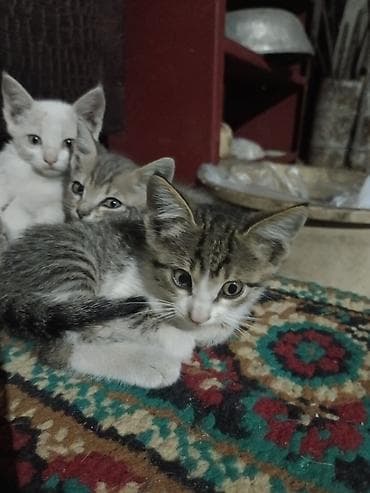 Мышыктар: Котята домашние в количестве 5, короткошёрстные.Отдам — 1