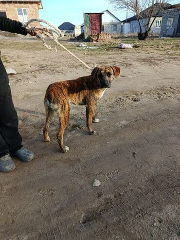 купить породистую собаку: 6 месяцев, Самец, С прививкой — 2