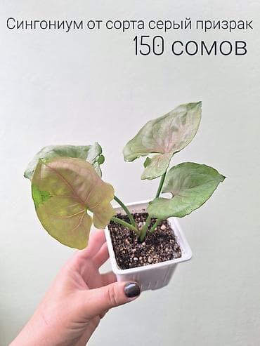 спринклеры: 🌿 Комнатные цветы (укоренённые черенки/молодые растения/взрослые — 6