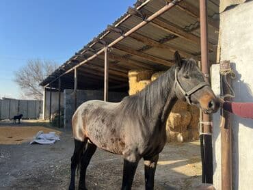 продам бу оборудование для птицефабрики: Продаю | Кобыла (самка) | Полукровка, Английская | Для разведения, Конный спорт | Племенные — 8