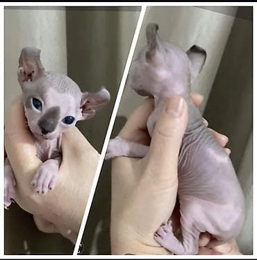 продаю хомяка: Сфинкс, 5 месяцев, Мальчик, Приучена к лотку — 5