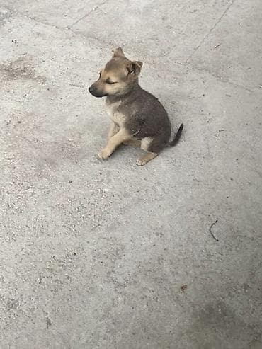 щенок стаффа: Щенки смешанных пород Домашние - Возраст примерно 2 месяца (по фото — 8