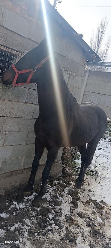 Услуги ветеринара: Продаю | Конь (самец) | Полукровка — 6