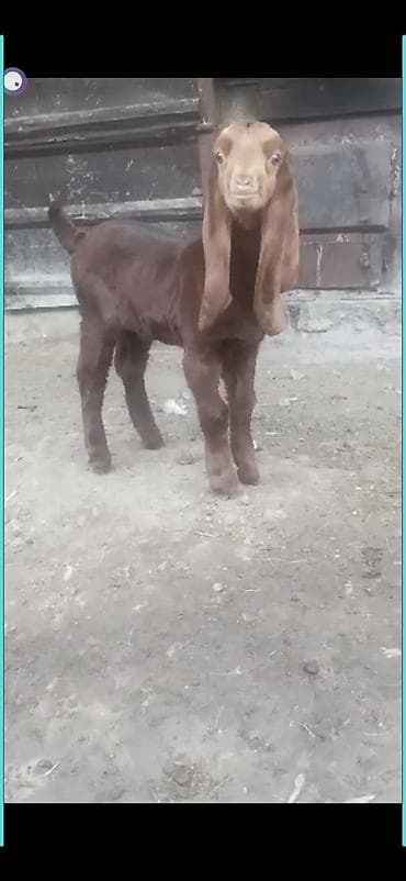 козла: Продаю | Козлёнок | Камори — 1