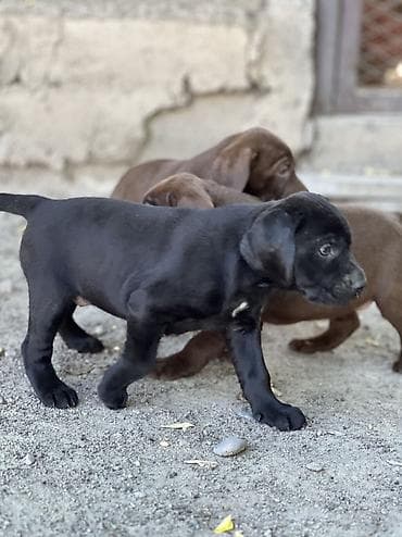 Продажа собак: Продаются породистые щенки курцхаара 🐾 Дата рождения: 29.03.2026 — 9