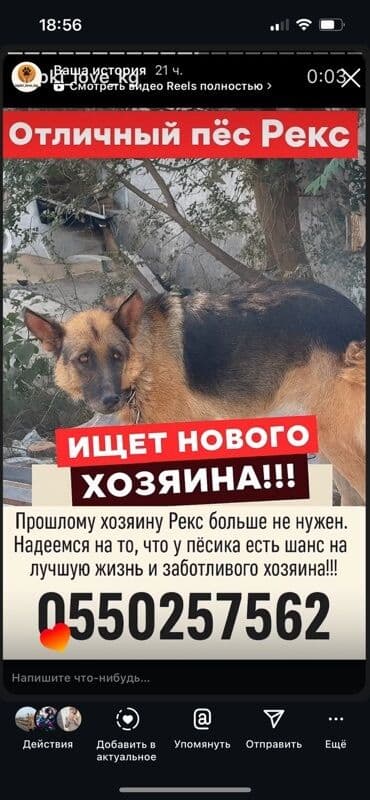 акустические системы grohe колонка в виде собак: Немис овчаркасы, 3 жаш, Эркек — 2