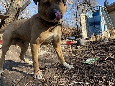 волкодав купить: Амстафф, 2 года, Самец, С прививкой — 1