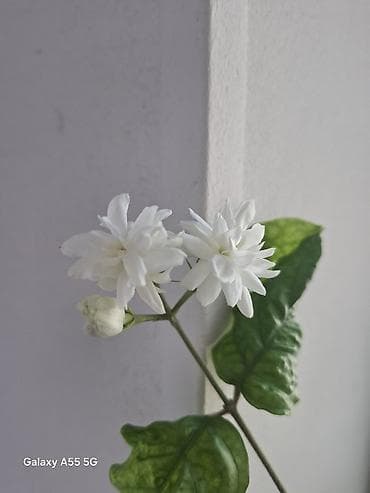 жасмин цветы: Жасмин самбак (Jasminum sambac), комнатное/балконное растение в — 2