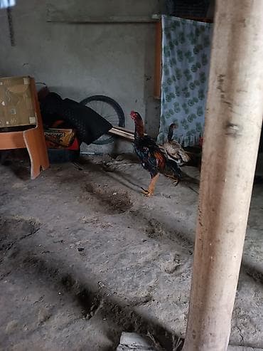 бенгал кошка цена: Продаю8000 — 7