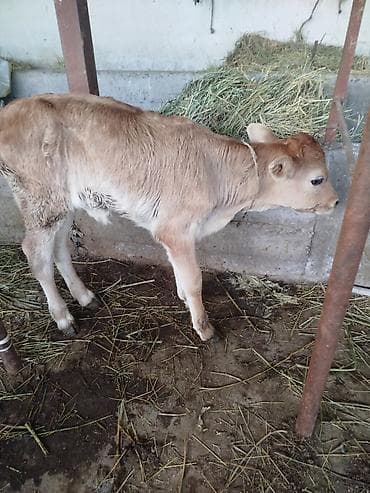 купить собаку доберман в бишкеке: Продаю | Музоо, торпок | Для молока | Привязанные — 3