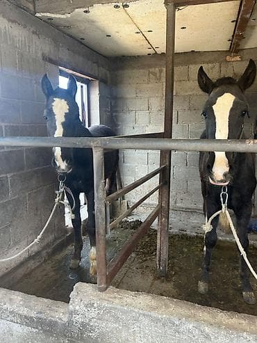 ат бычмал: Продаю | Жеребец | Рабочий — 2