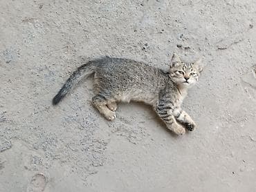 Животные: Полосатые котята-короткошёрстные - Два игривых котёнка с тигровым — 5