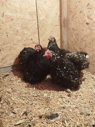 внешние фильтры для аквариума: Карлик тооктор сатылат 3 штук бар алмашу жолдору бар жемге жугоруго — 9