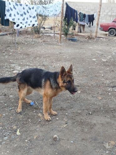 Продаю или меняю на ягненка
козуга алмашам at lalafo.kg Продаю или меняю на ягненка
козуга алмашам