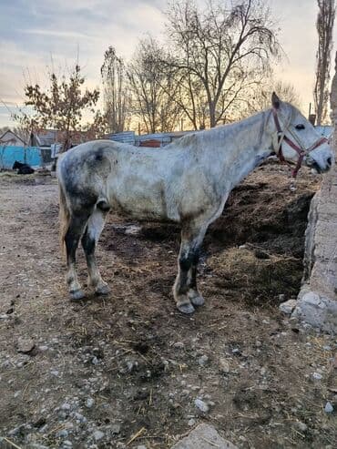 продаю связи с переездом: Продаю | Конь (самец) | Рабочий | Мерин — 3