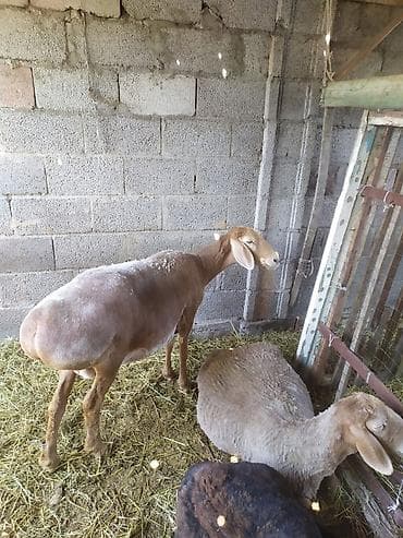 машинка овец: Продаю | Овца (самка) | Для разведения | Матка — 3