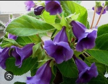 сирень гул: Ростки Ахименес (Achimenes), комнатное цветущее растение. - Сорт с — 1