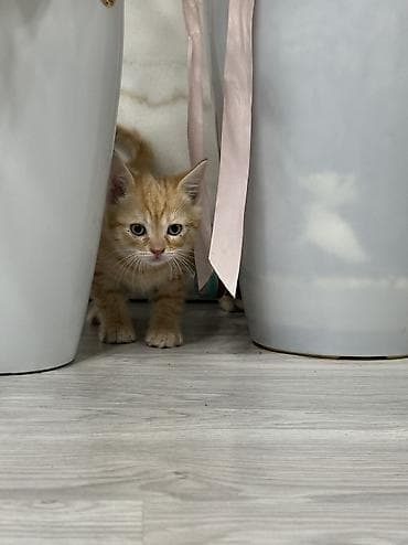 лоток для котенка: Отдам в хорошие руки, котят! Есть 2 мальчика! К лотку приучены! — 2