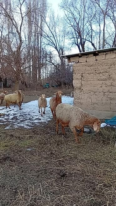 ат башы там сатылат: Сатам | Ургаачы кой (ургаачы), Кочкор (эркек) | Арашан — 7