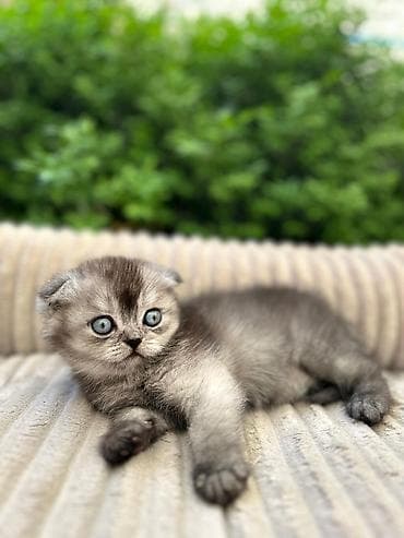 Продажа кошек: Скотиш Фолд (Шотландская вислоухая), 3 месяца, Девочка — 2