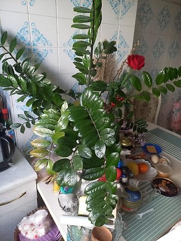 деревия: Замиокулькас (долларовое дерево) в кашпо - Крупное комнатное растение — 2