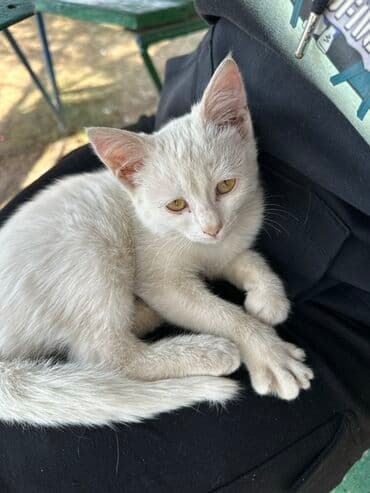 купить породистую кошку: Белоснежный котёнок девочка - Окрас: сплошной белый, нежная шерсть - — 3