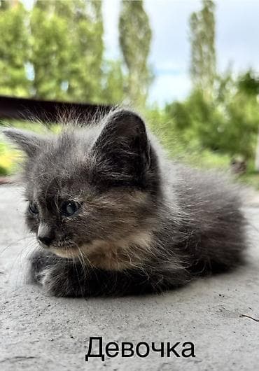 продам кошку: Котята, домашние, от одной кошки. Возраст на фото — малыши, уже едят — 4