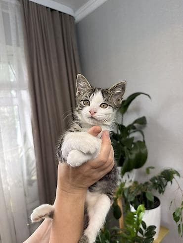 Продажа кошек: 🐾 Отдам котёнка — прирождённого охотника! 🐾 Ищете надёжного защитника — 1