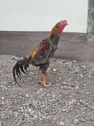 индийский бегунок купить: Продаю | Петух — 2