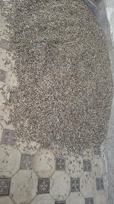 Семечки подсолнуха в шелухе - Натуральные неочищенные семена