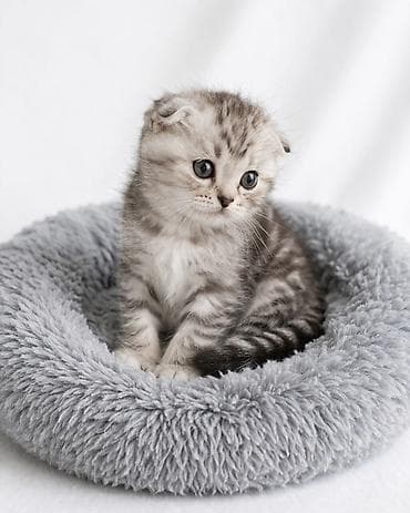 Шотландские котята вислоухие (Scottish Fold).Готовы к