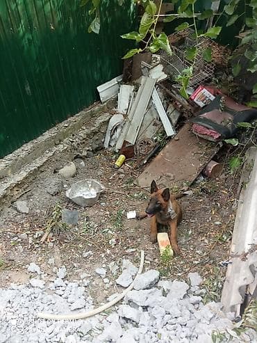 боксер щенок: Бельгийская овчарка, 2 месяца, Самец, С прививкой — 3