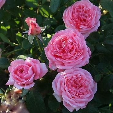 Продаю саженцы РоЗ!!! Более 70 видов