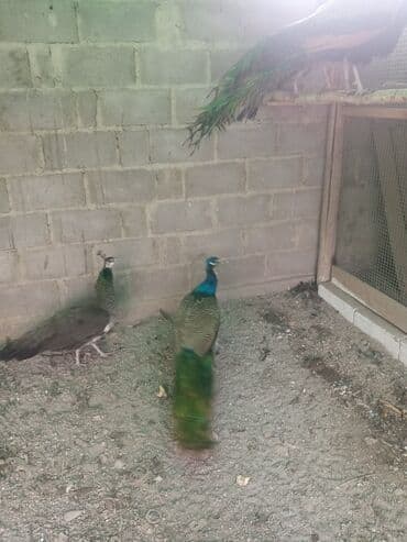 яйца павлина: Продаю взрослых индийских павлинов ❗ — 1