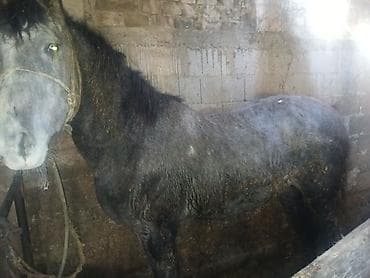 дорого тай: Продаю | Конь (самец) | На забой — 6