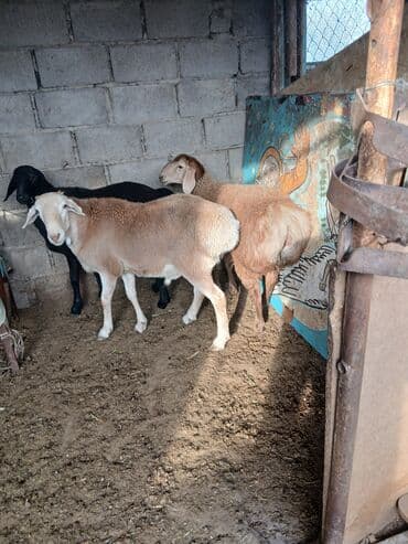 продажа щенков немецкой овчарки с документами в бишкеке: Продаю | Баран (самец) | Для разведения | Матка — 4